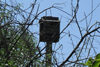 
Bat houses found throughout campus are just one sanctuary for pests that are caught and released back into the wild.