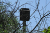 
Bat houses found throughout campus are just one sanctuary for pests that are caught and released back into the wild.