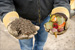 <br />
Composting programs have grown on campus in recent years. This photo illustrates the garbage before and the results after incorporating organics into grounds care.<br />
