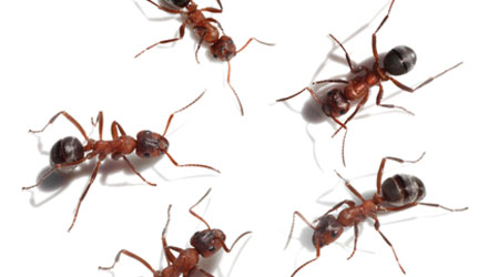 Integrated Pest Management Tips That Work