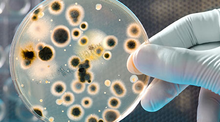 Strange Facts About Biofilm