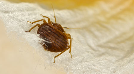 How To Recognize Bed Bugs