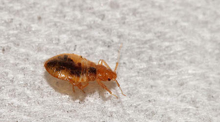 Teen Causes $300K Fire When Trying To Kill Bed Bugs