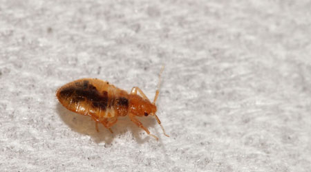 Cities That Top The Bed Bugs List