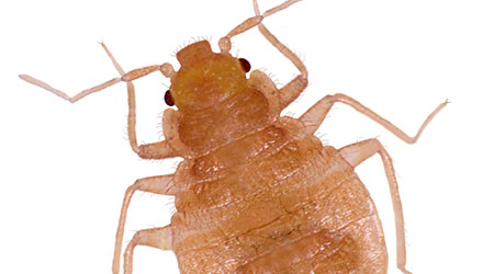 Bed Bugs Found At Second DC Elementary School