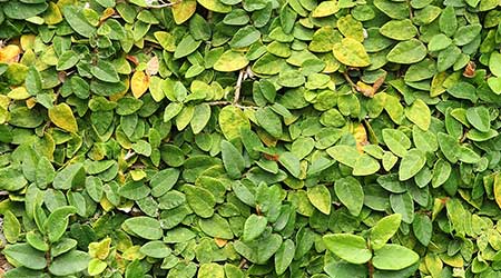 Cleaning An Artificial Green Wall