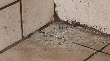 Mold Removal Underway At Missouri Intermediate School