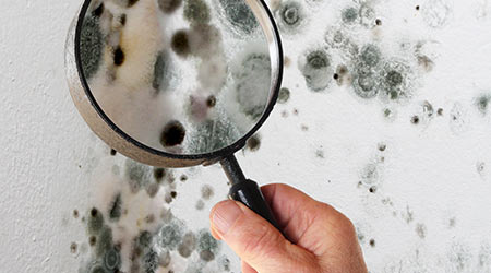 Mold Sparks Cleaning Prior To Starting School
