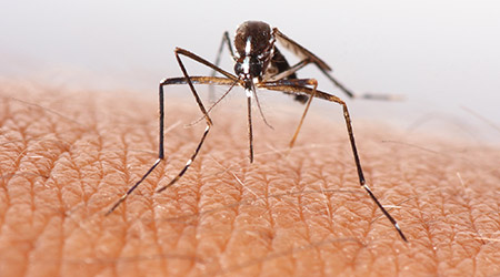 List Outlines 50 Cities With Mosquito Problems