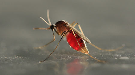 Six Ways To Protect Facilities From Mosquitoes, And The Zika Virus