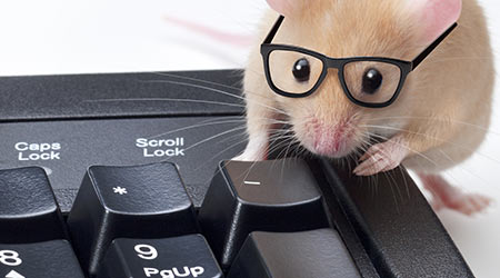 Pest Problem's Solution Starts With Thorough Cleaning