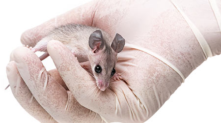 Chemical Makers Urge EPA To Accept Non-Animal Safety Data