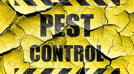Top 50 Cities With Pest Problems And Prevention Tips