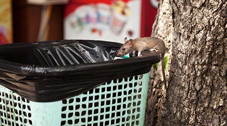 This Is The Best Fix For Your Stinky Outdoor Trash Cans