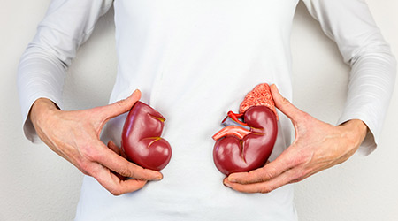 kidney 