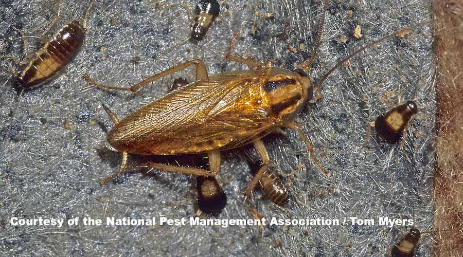 Pest Control Tips NPMA