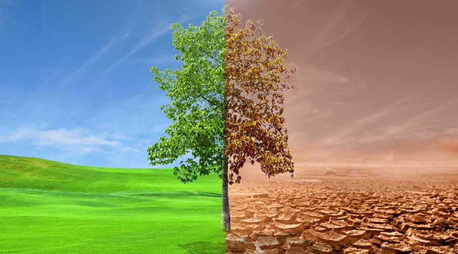 The trees in the meadow on one side are perfect, the other side is dry. Global warming concept