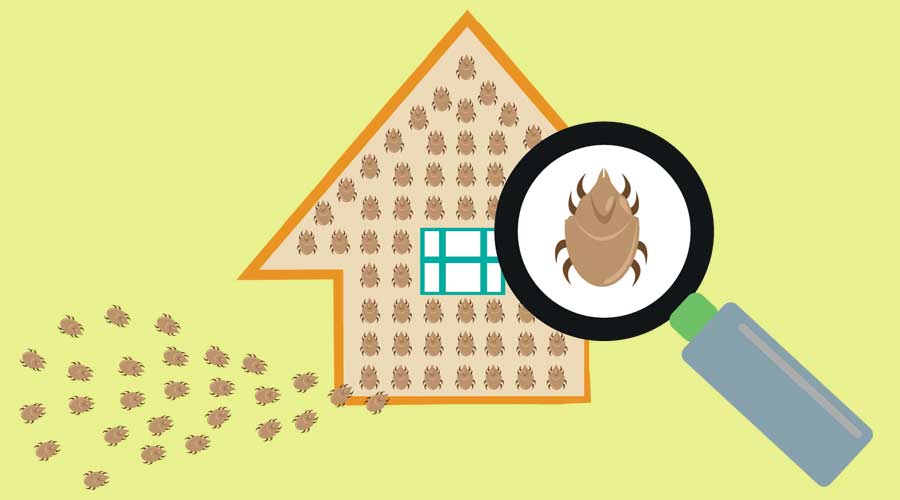 Arachnid Pest like ticks and house dust mites attacking a family house or dog house. Magnifying lens zoom in one arachnid. Editable Vector EPS10 illustration.