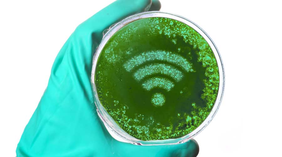 A scientist holding a petri dish with germs in the shape of a WiFi symbol.(series)