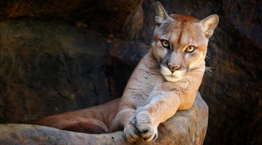 Wild big cat Cougar, Puma concolor, hidden portrait of dangerous animal with stone, USA. Wildlife scene from nature. Mountain Lion in rock habitat. Cat and the beautiful eye contact.