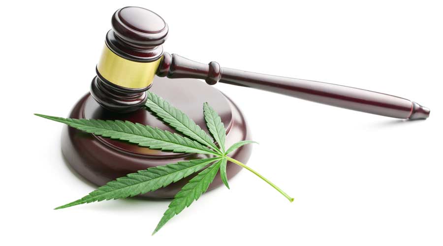 the cannabis leaf and judge gavel