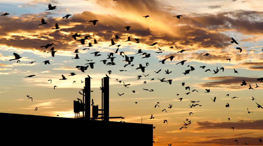 Birds flying in sky