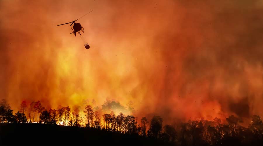 Forest fires