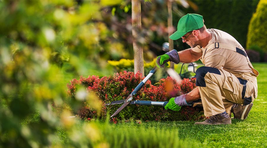 Caucasian Garden and Landscaping Services Contractor in His 40s with Hedge Shears Performing Spring Time Back Yard Maintenance.